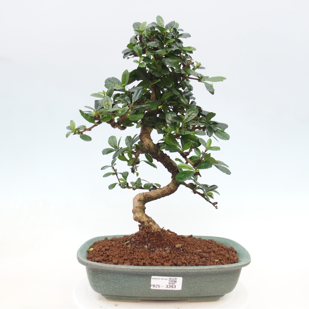 Pokojová bonsai - Carmona macrophylla - Čaj fuki