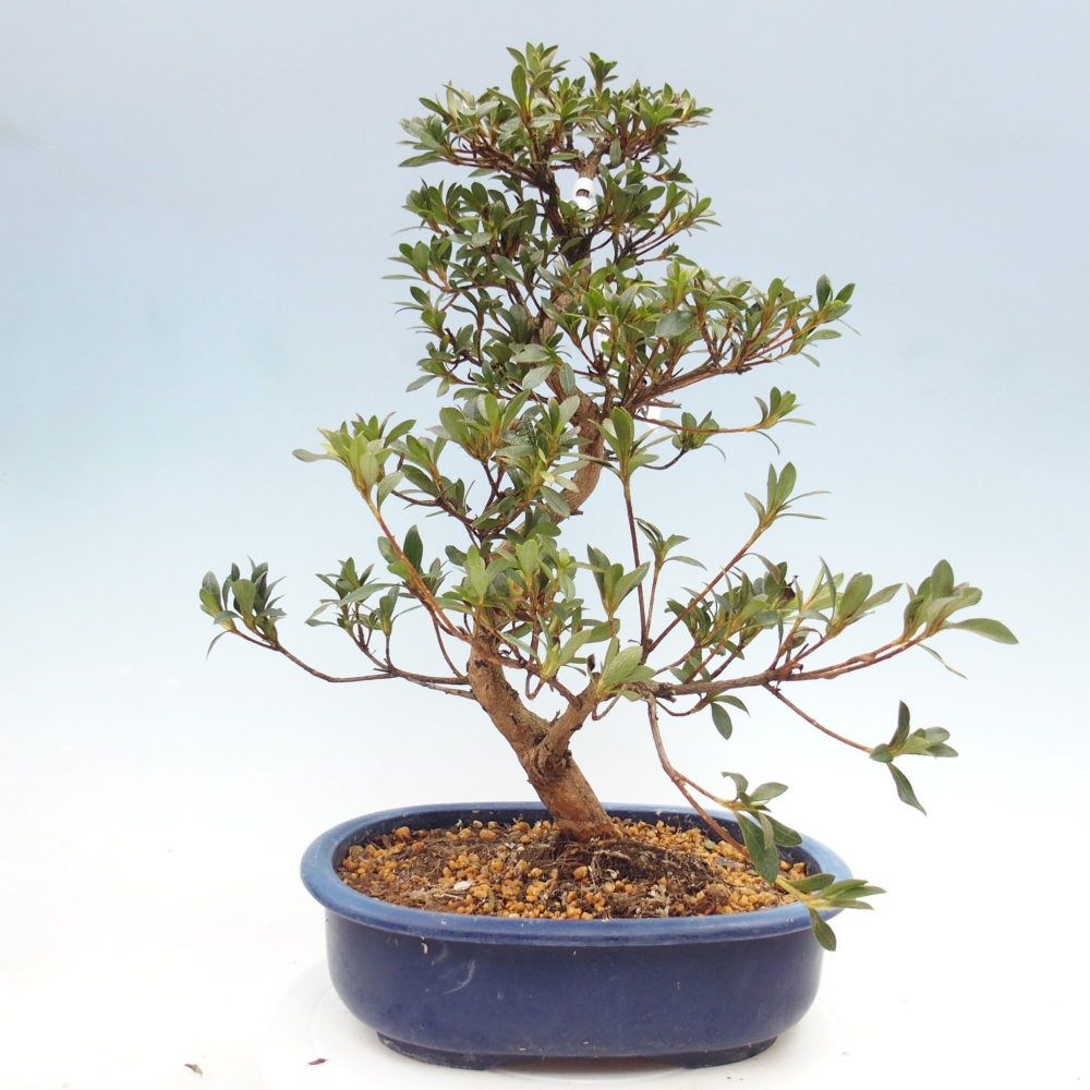 Venkovní bonsai - Japonská azalka - Azalea Senhime