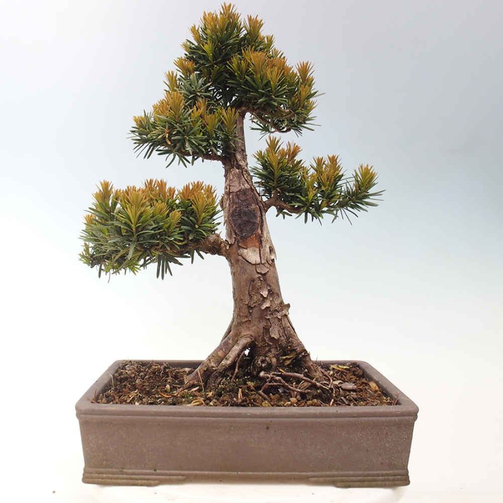 Venkovní bonsai - Taxus cuspidata  - Tis japonský