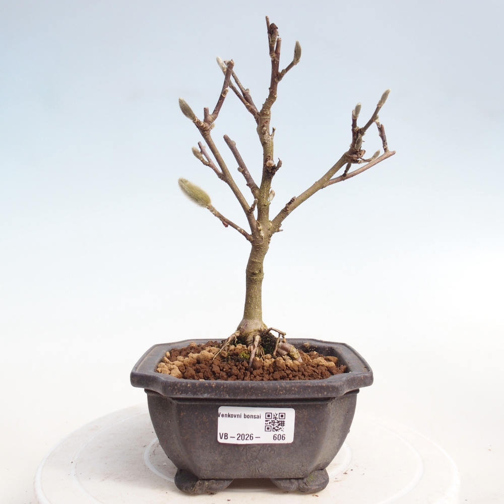 Venkovní bonsai - Magnolia stellata  -  Šácholán hvězdokvětý