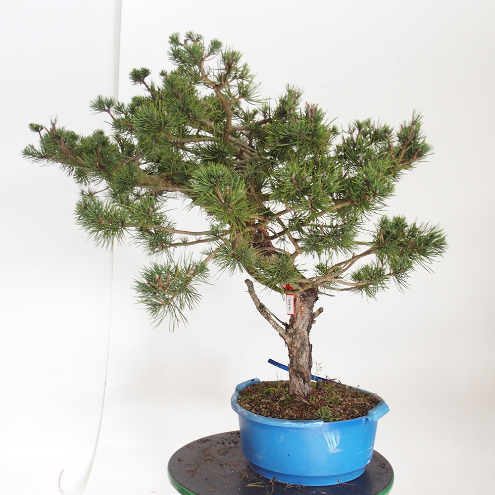 Yamadori - Pinus sylvestris Španělsko
