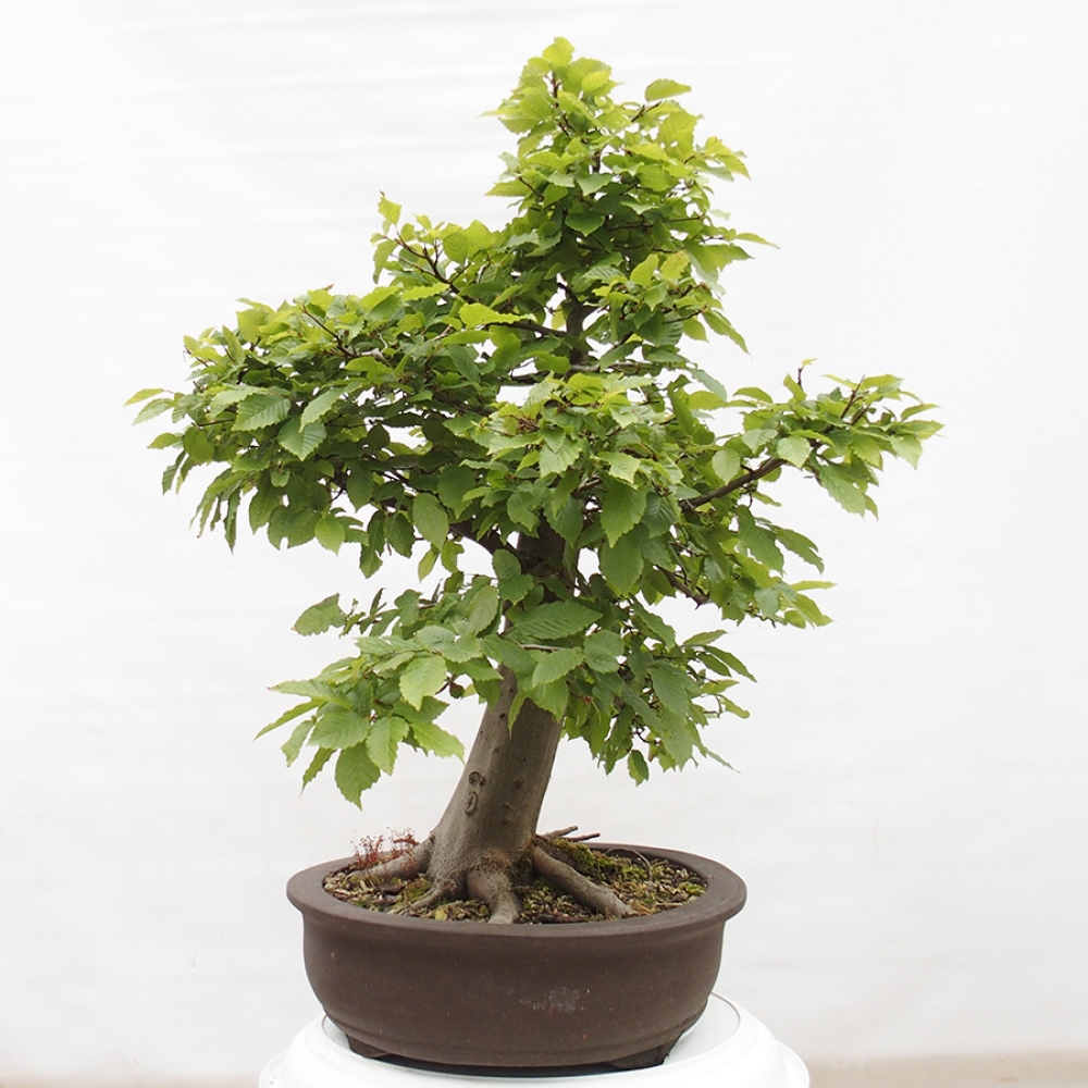 Venkovní bonsai - Habr obecný - Carpinus betulus