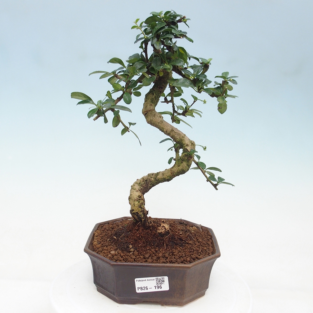 Pokojová bonsai - Carmona macrophylla - Čaj fuki