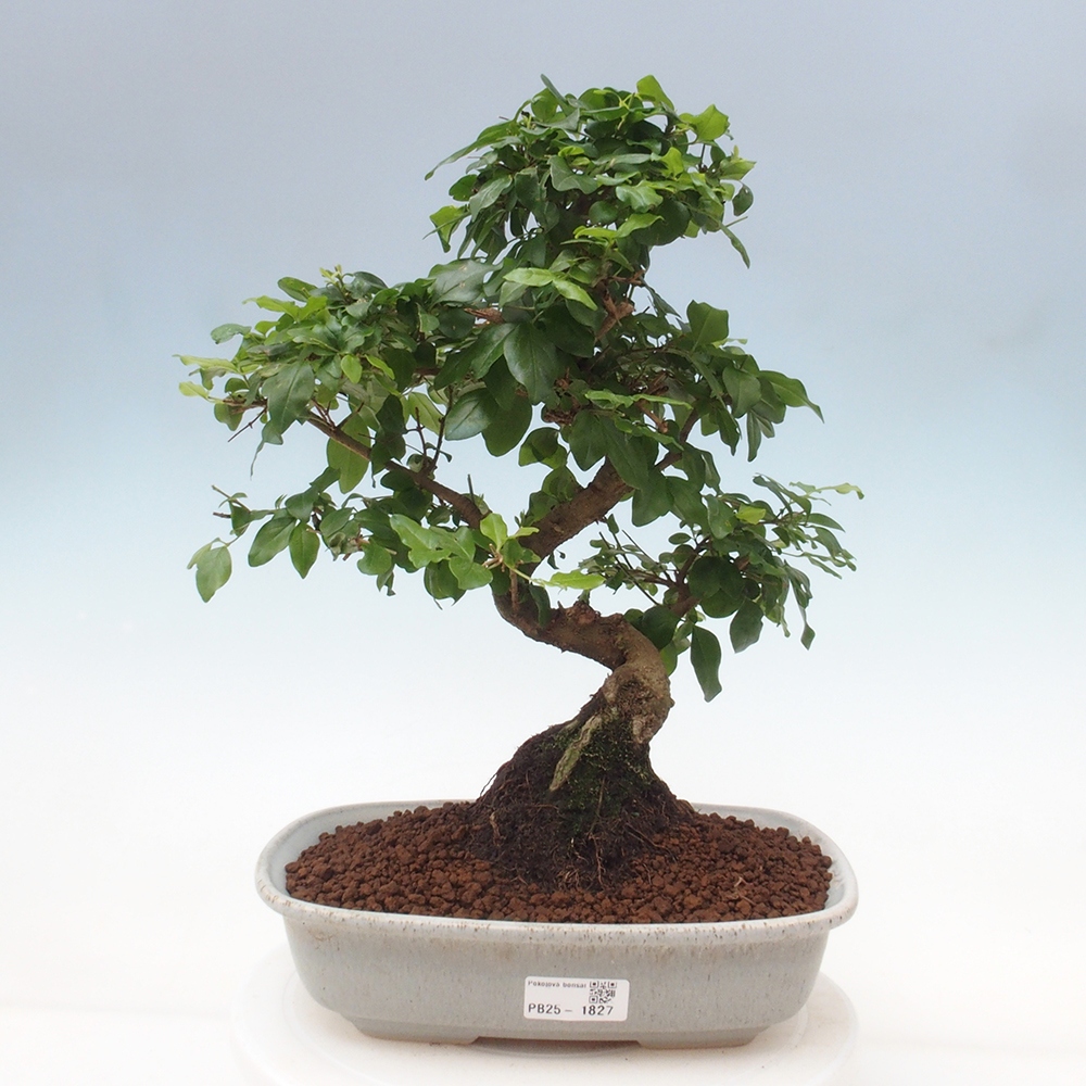 Pokojová bonsai -Ligustrum chinensis - Ptačí zob