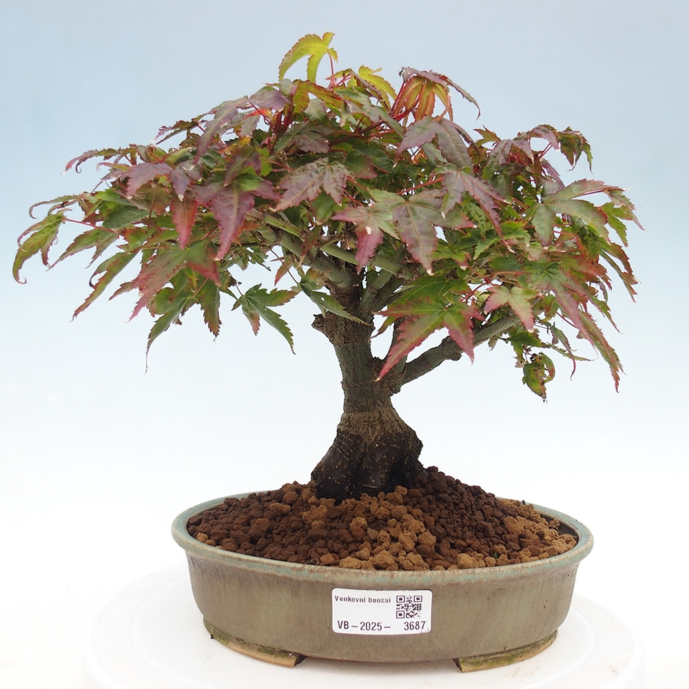 Acer palmatum KIOHIME - Javor dlanitolistý