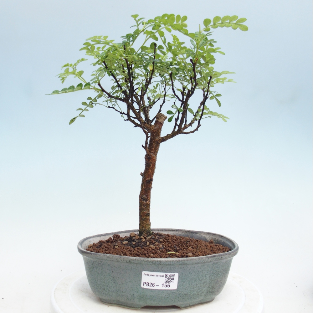 Pokojová bonsai - Zantoxylum piperitum - Pepřovník