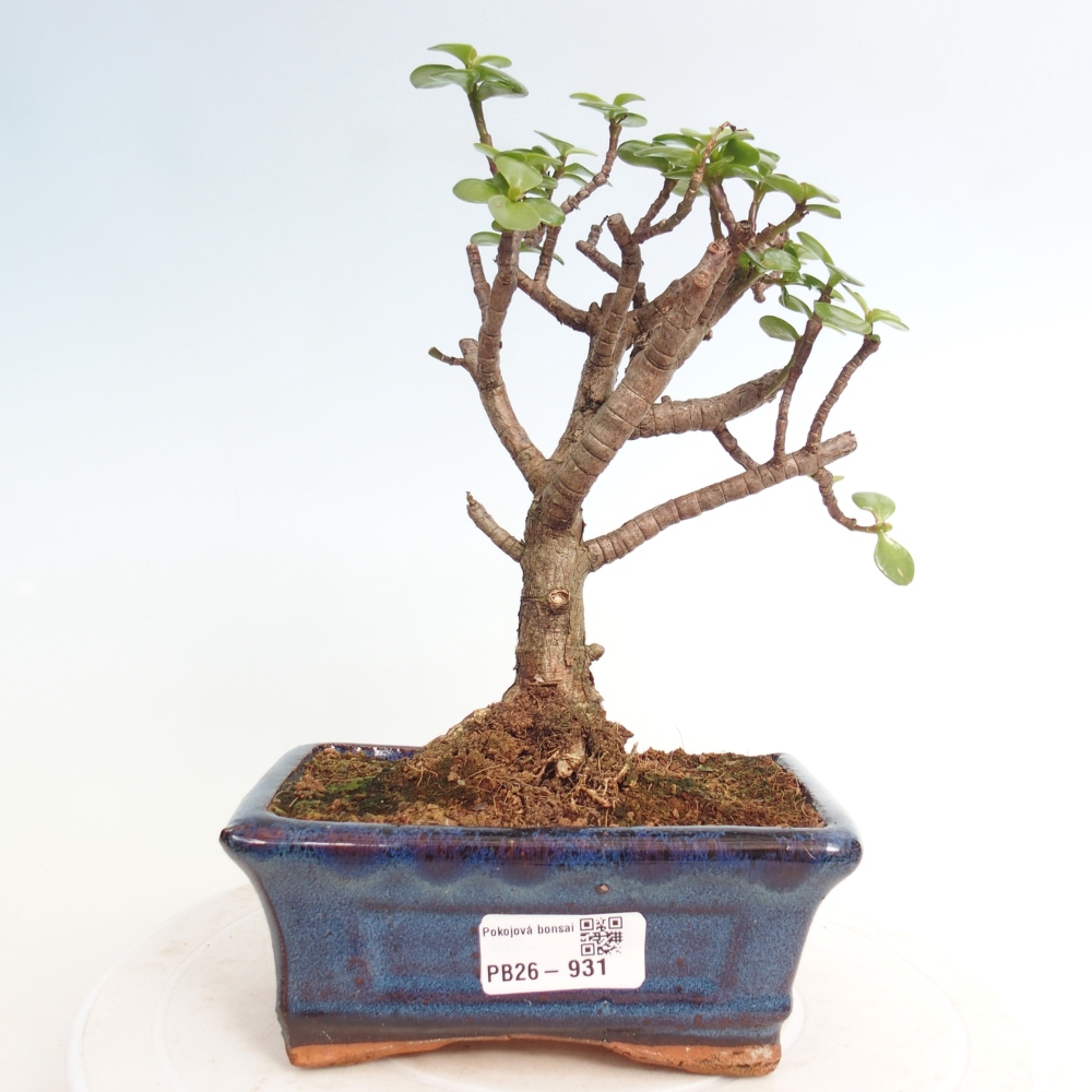Pokojová bonsai - Portulakaria Afra - Tlustice