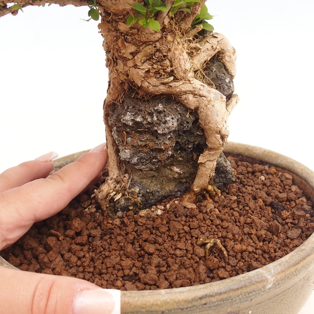 Venkovní bonsai - Berberis coreana - Dřištál korejský