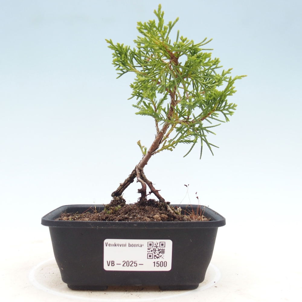 Venkovní bonsai - Juniperus chinensis Itoigawa -Jalovec čínský