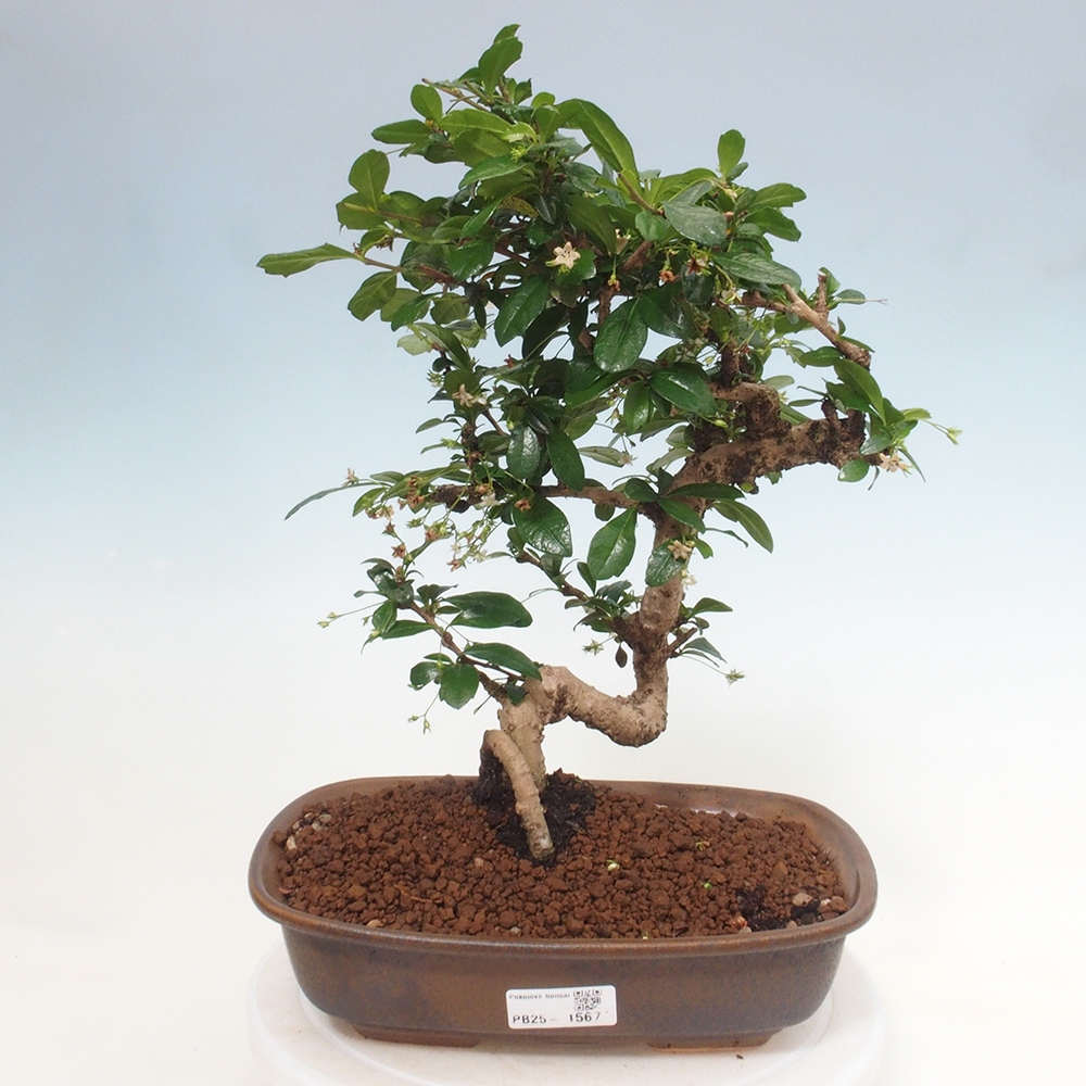 Pokojová bonsai - Carmona macrophylla - Čaj fuki