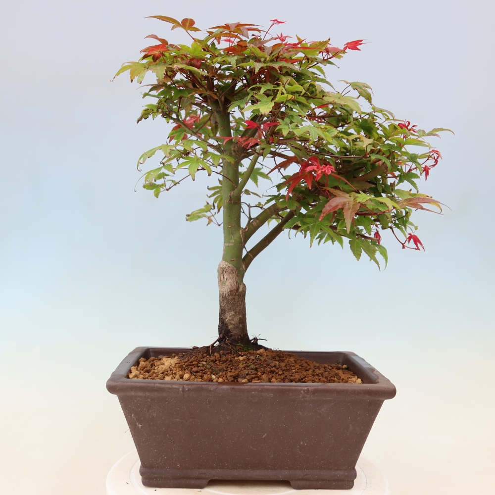 Javor dlanitolistý - Acer palmatum Beni Tsukasa