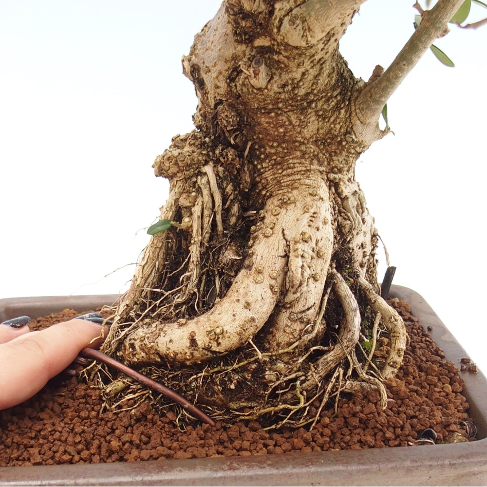 Pokojová bonsai - Olea europaea sylvestris -Oliva evropská drobnolistá