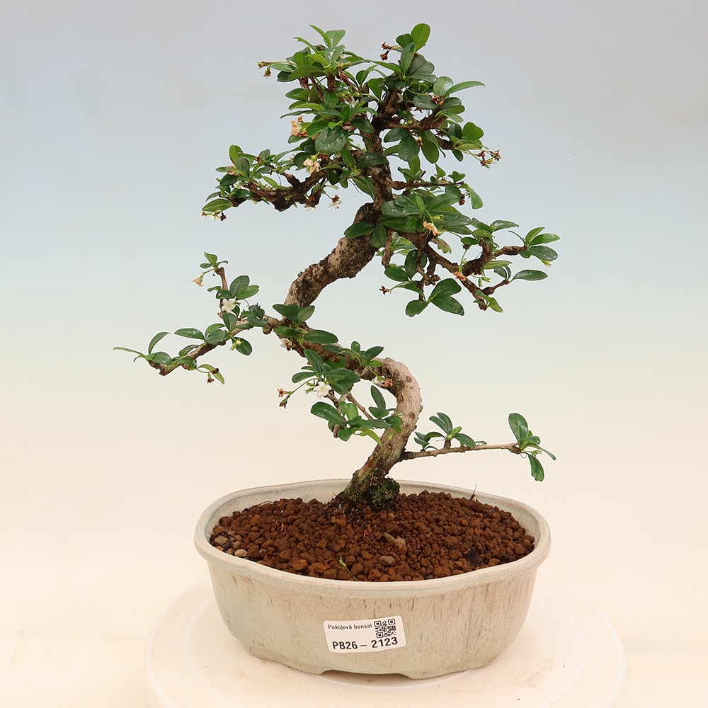 Pokojová bonsai - Carmona macrophylla - Čaj fuki