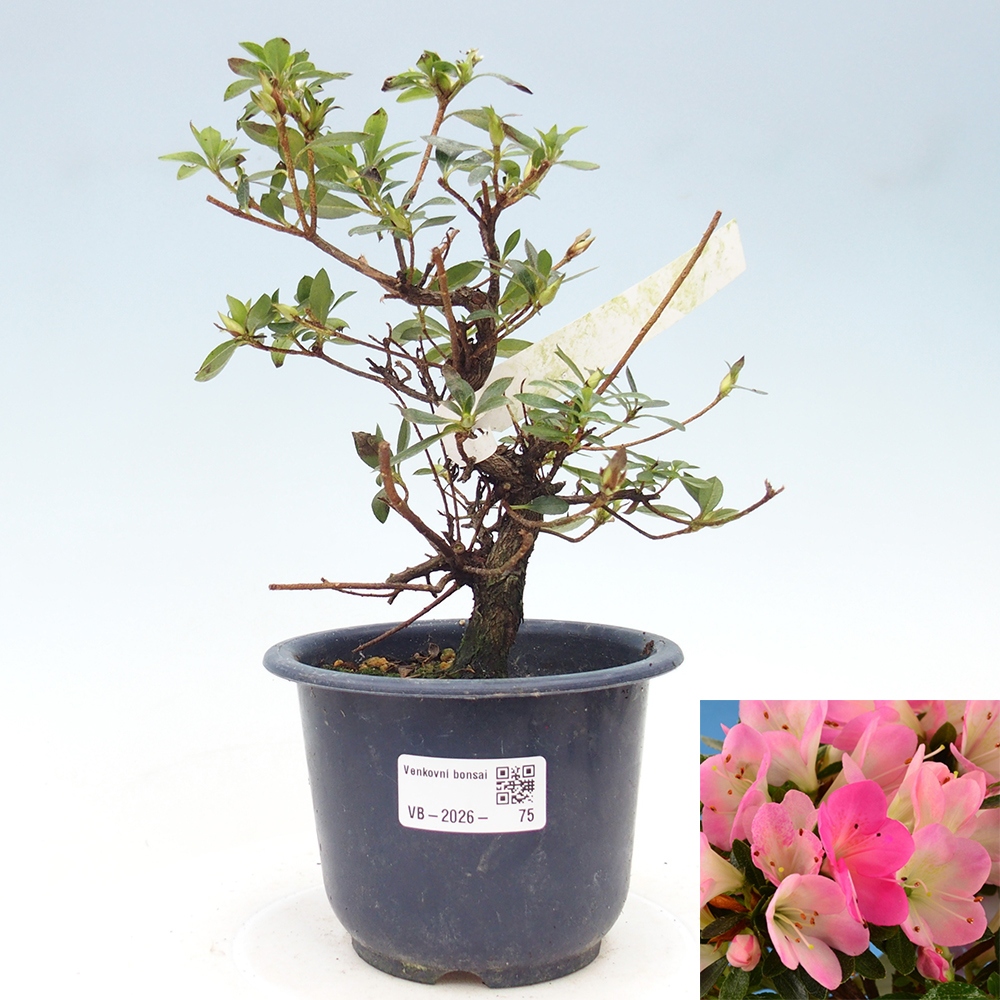 Venkovní bonsai - Japonská azalka - Azalea Hanamaiko