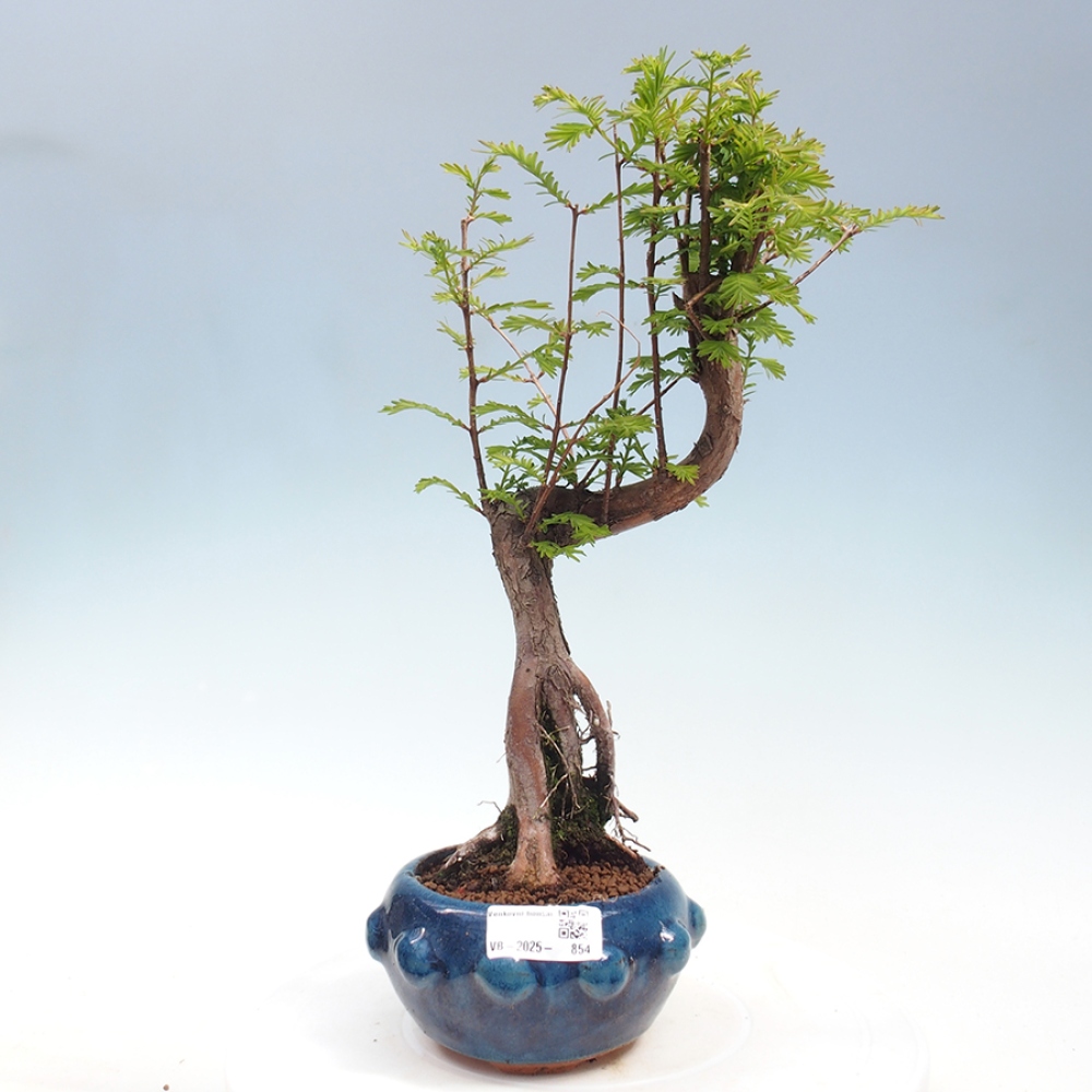Venkovní bonsai - Metasequoia glyptostroboides - Metasekvoje čínská
