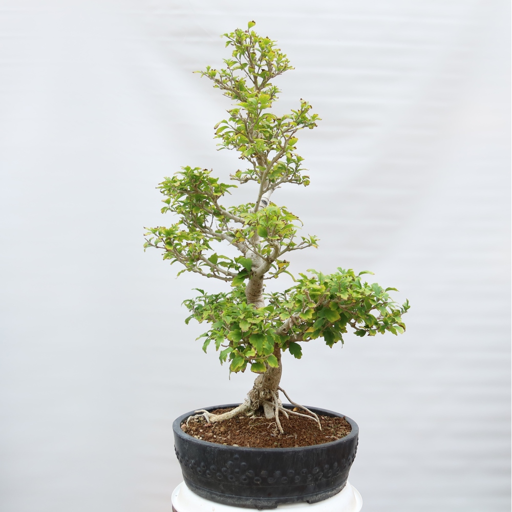 Venkovní bonsai - Hibiscus syriacus - Ibišek syrský
