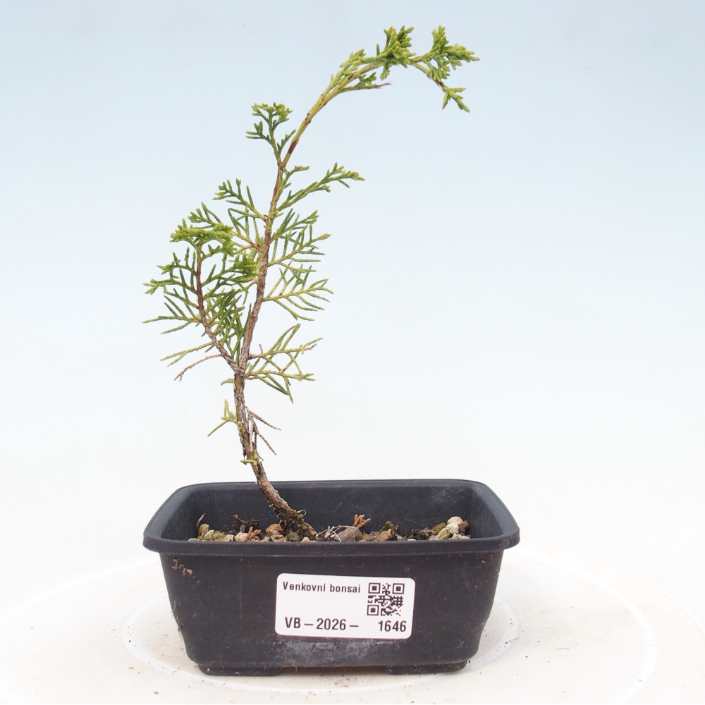 Venkovní bonsai - Juniperus chinensis Itoigawa -Jalovec čínský