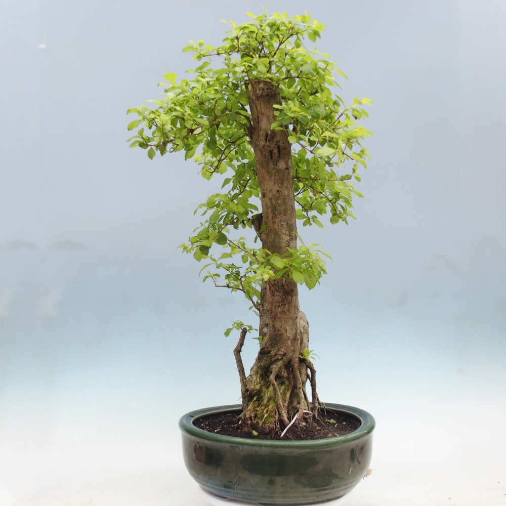 Pokojová bonsai - Duranta erecta Aurea - POUZE OSOBNÍ ODBĚR nebo paletová přeprava