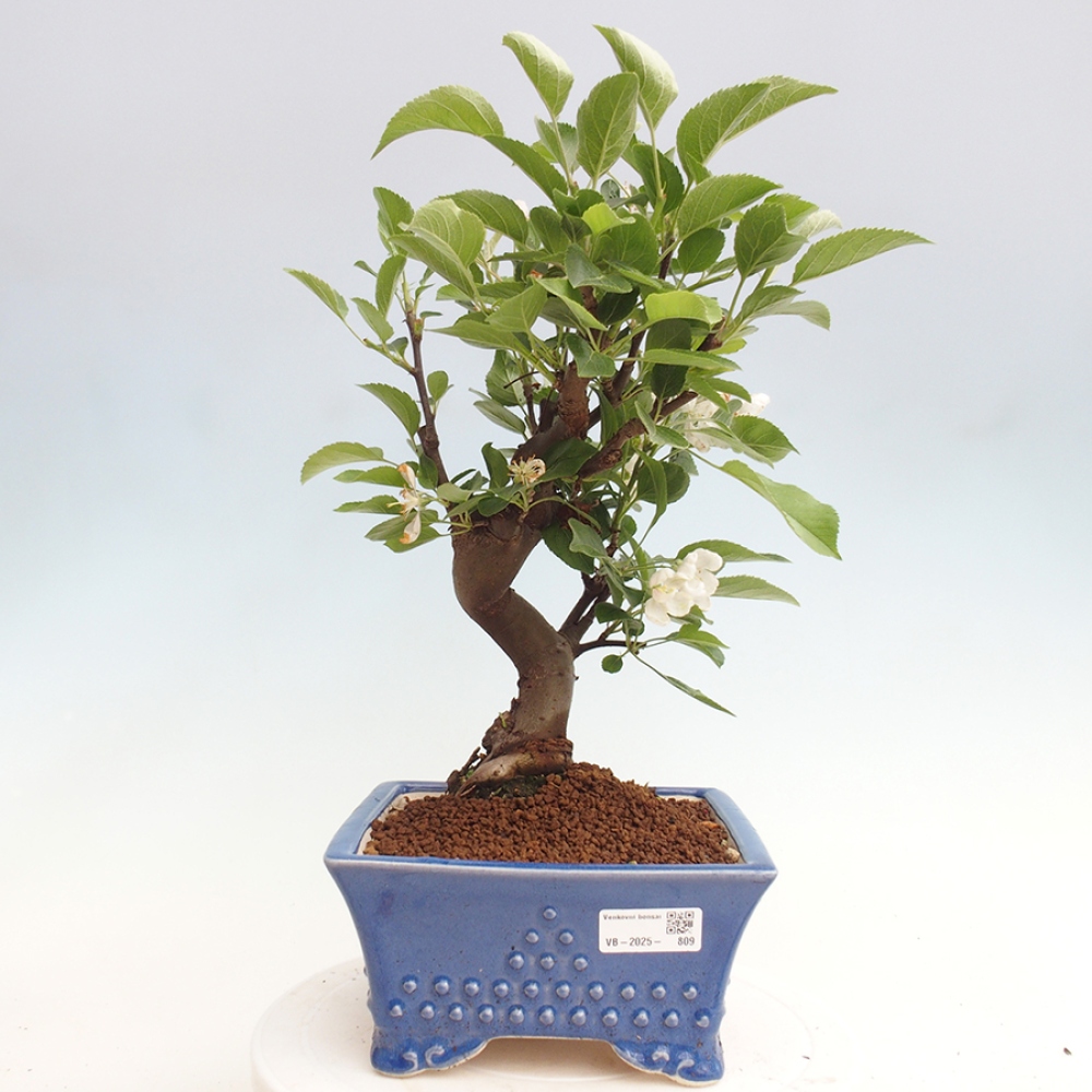 Venkovní bonsai -Malus halliana - Maloplodá jabloň