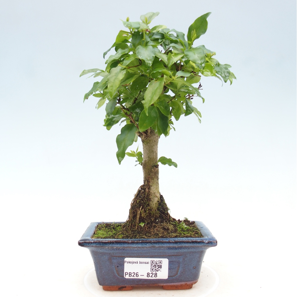 Pokojová bonsai -Ligustrum chinensis - Ptačí zob