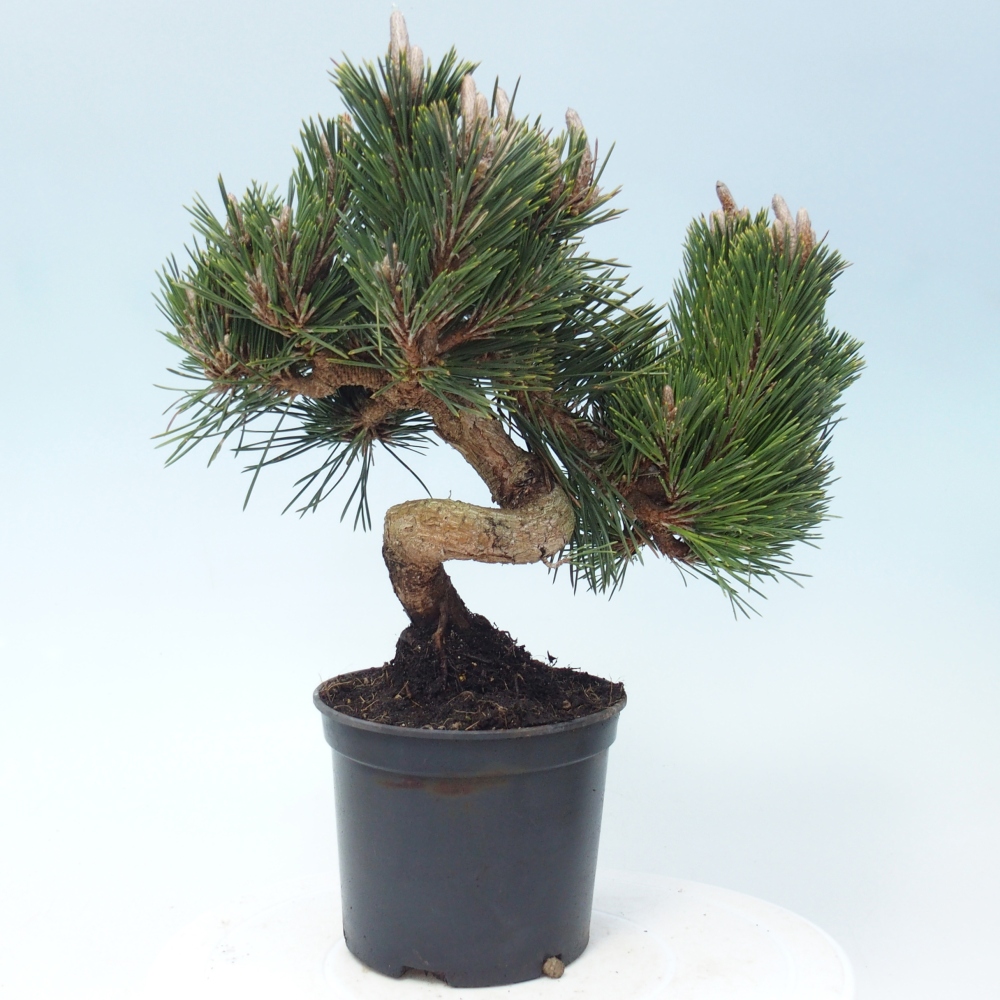Venkovní bonsai - Pinus thunbergii senjyumaru - Borovice thunbergova