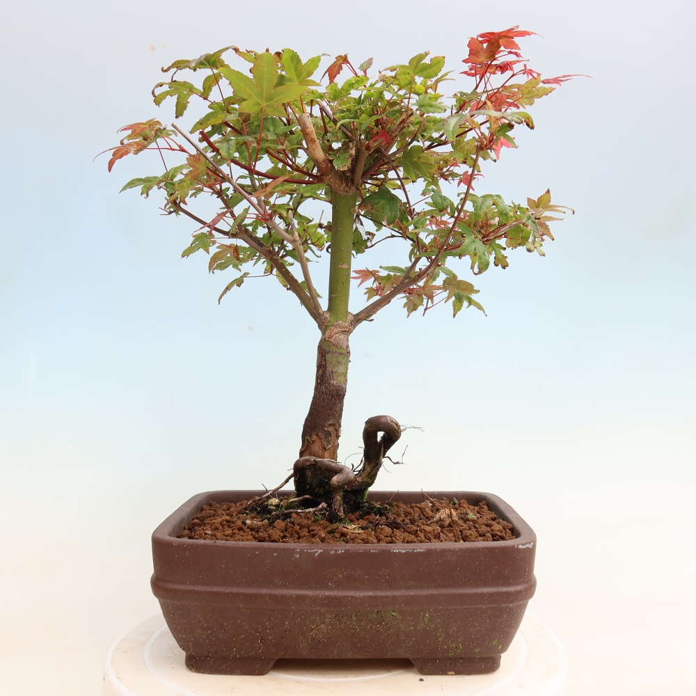 Venkovní bonsai - Javor dlanitolistý - Acer palmatum DESHOJO