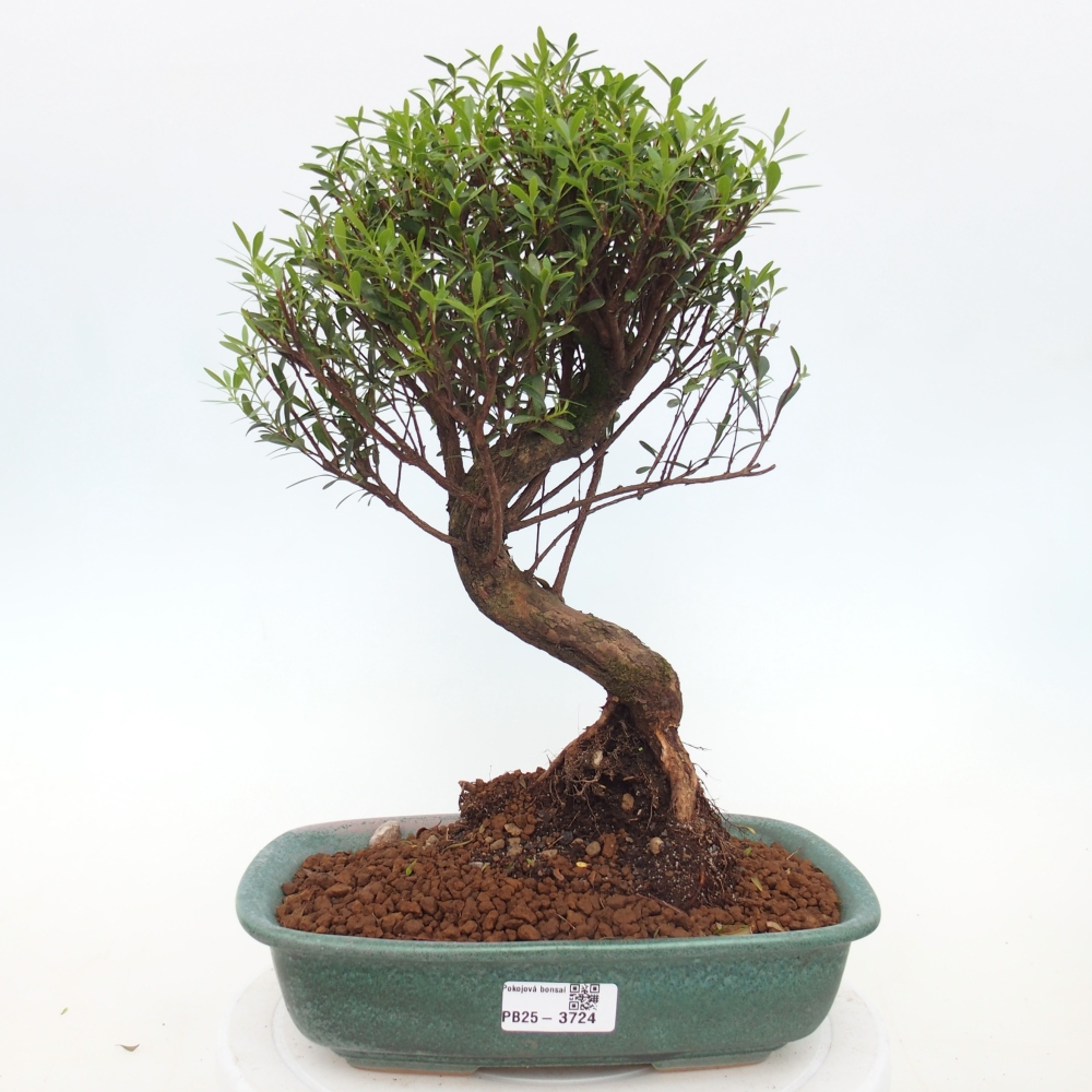 Pokojová bonsai - Syzygium - Pimentovník