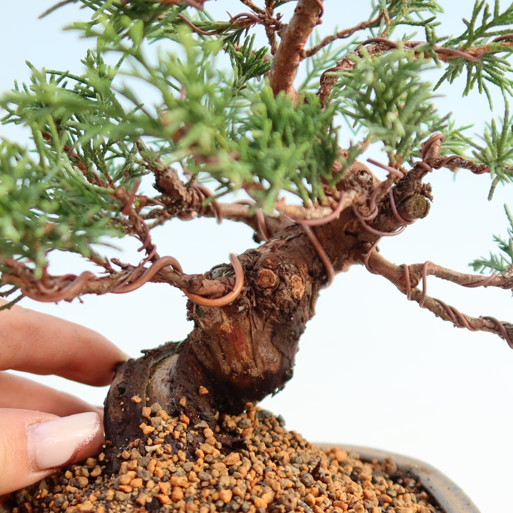 Venkovní bonsai - Juniperus chinensis Itoigawa -Jalovec čínský