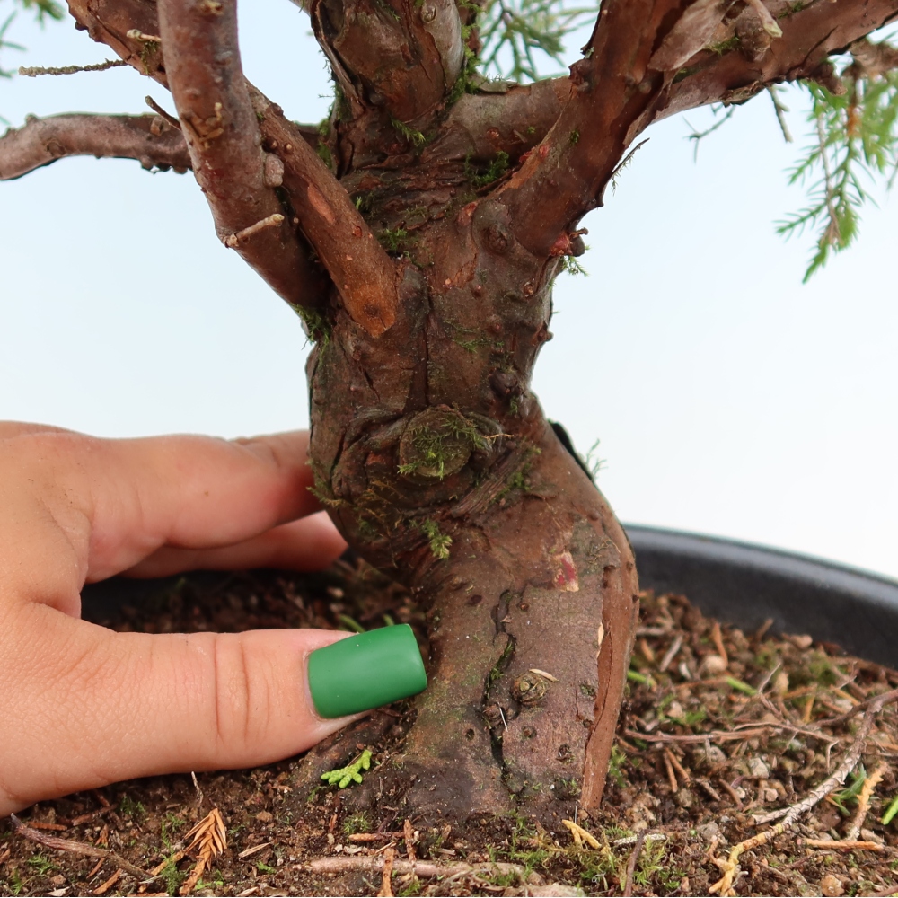 Venkovní bonsai - Juniperus chinensis Itoigawa-Jalovec čínský