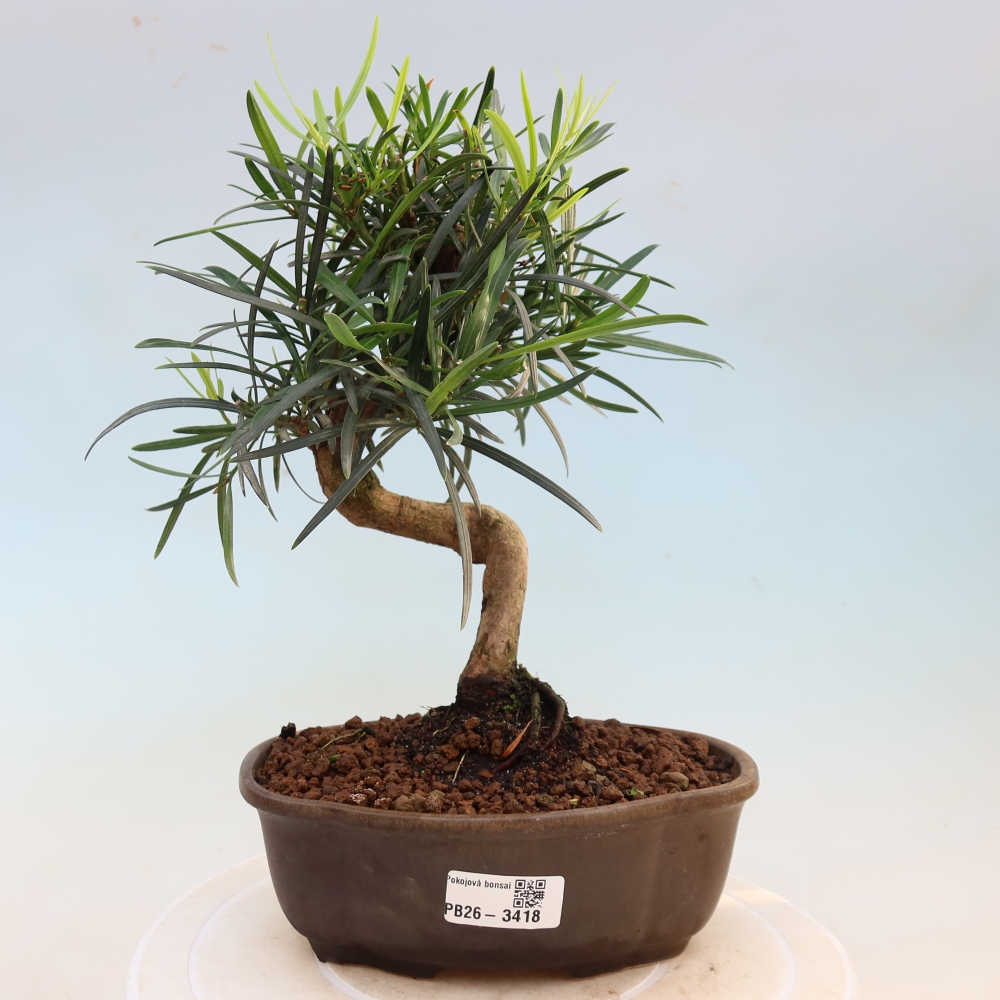 Pokojová bonsai - Podocarpus - Kamenný tis