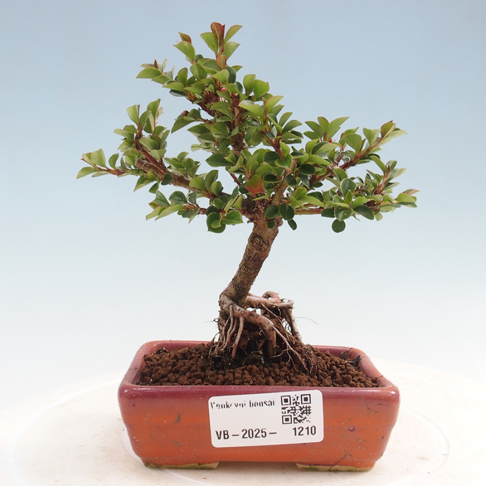 Venkovní bonsai - Cotoneaster horizontalis - Skalník