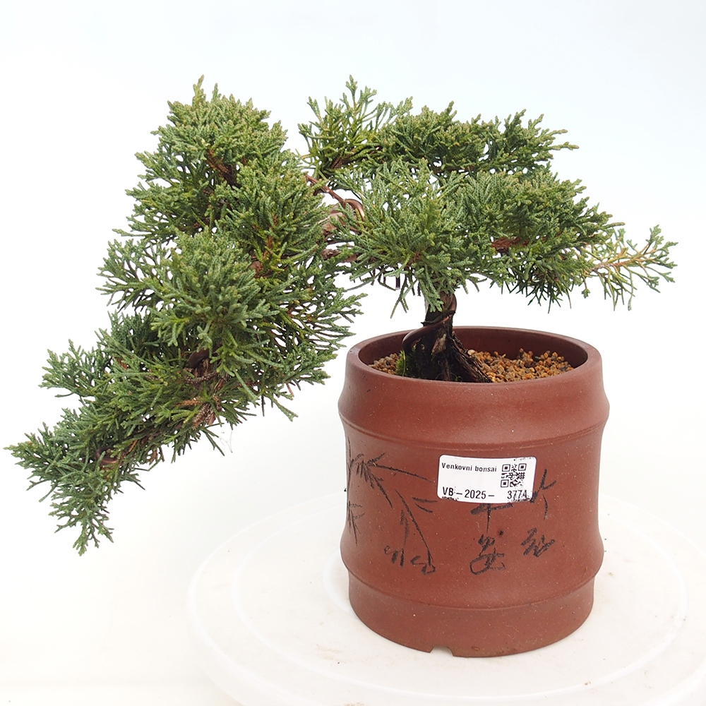 Venkovní bonsai - Juniperus chinensis Kishu -Jalovec čínský