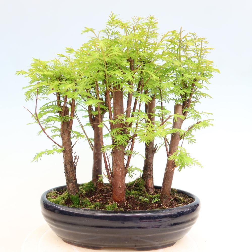 Venkovní bonsai - Metasequoia glyptostroboides - Metasekvoje čínská - lesík