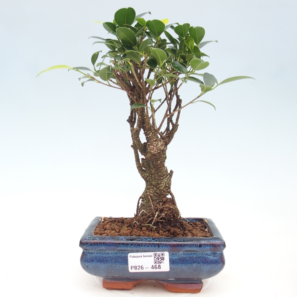 Pokojová bonsai - Ficus retusa -  malolistý fíkus