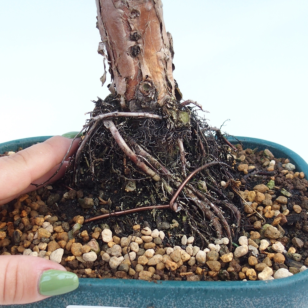 Venkovní bonsai - Juniperus chinensis Kishu -Jalovec čínský