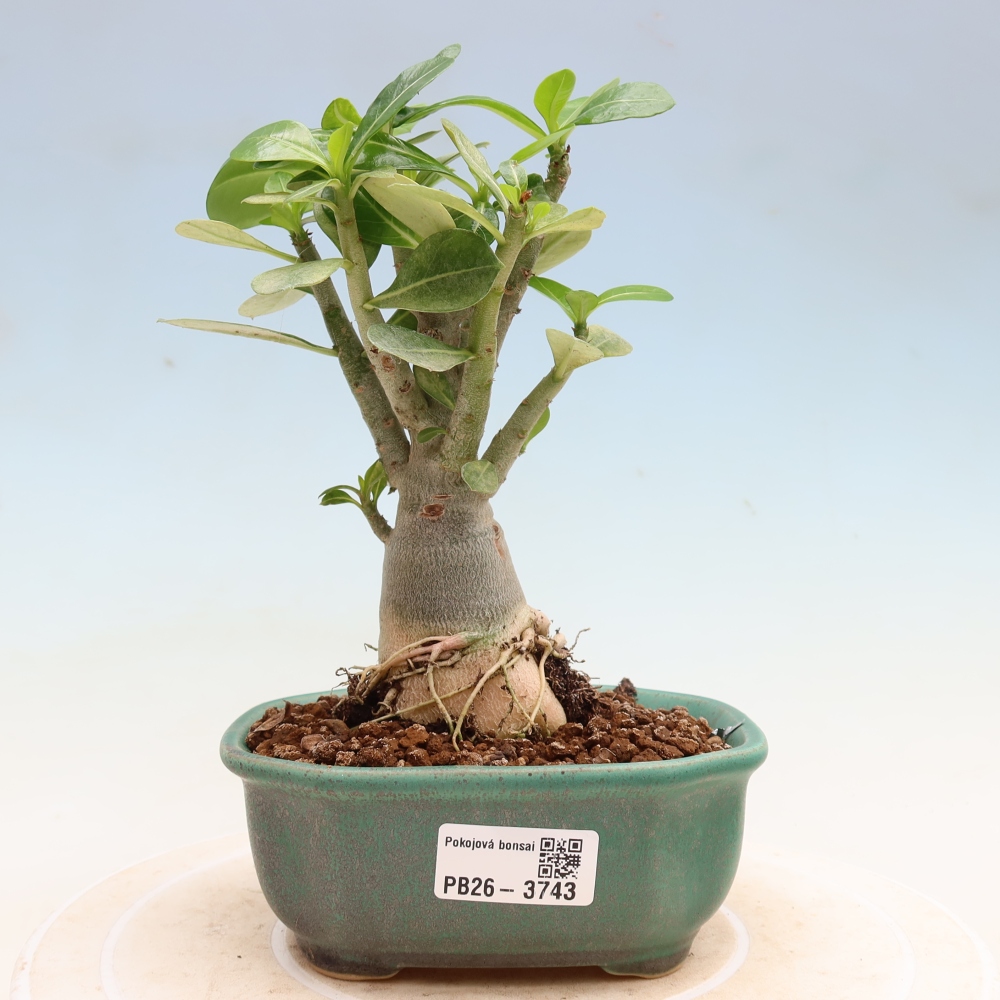 Pokojová bonsai - Adenium obesum Red Star - Pouštní růže