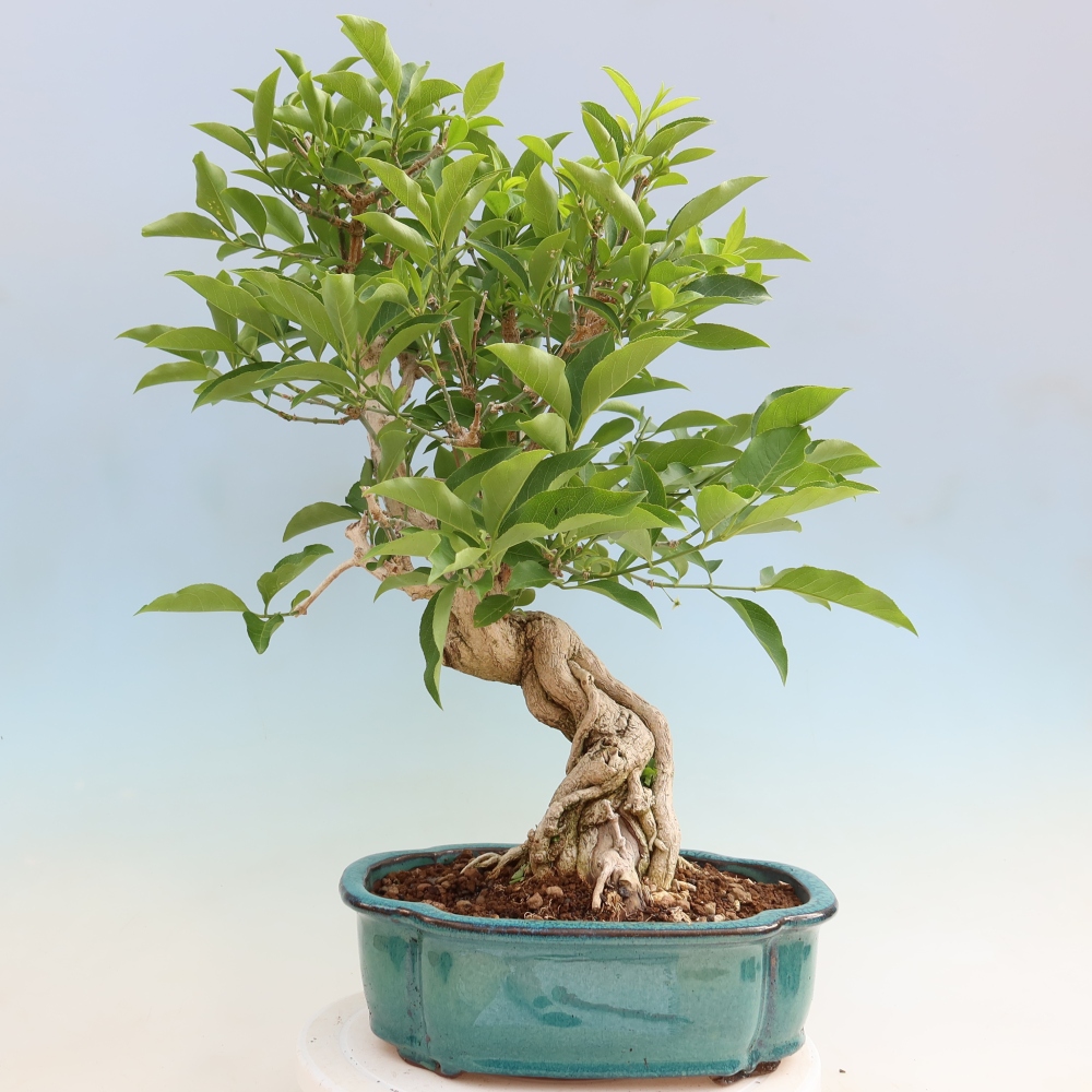 Venkovní bonsai- Brslen evropský - euonimus