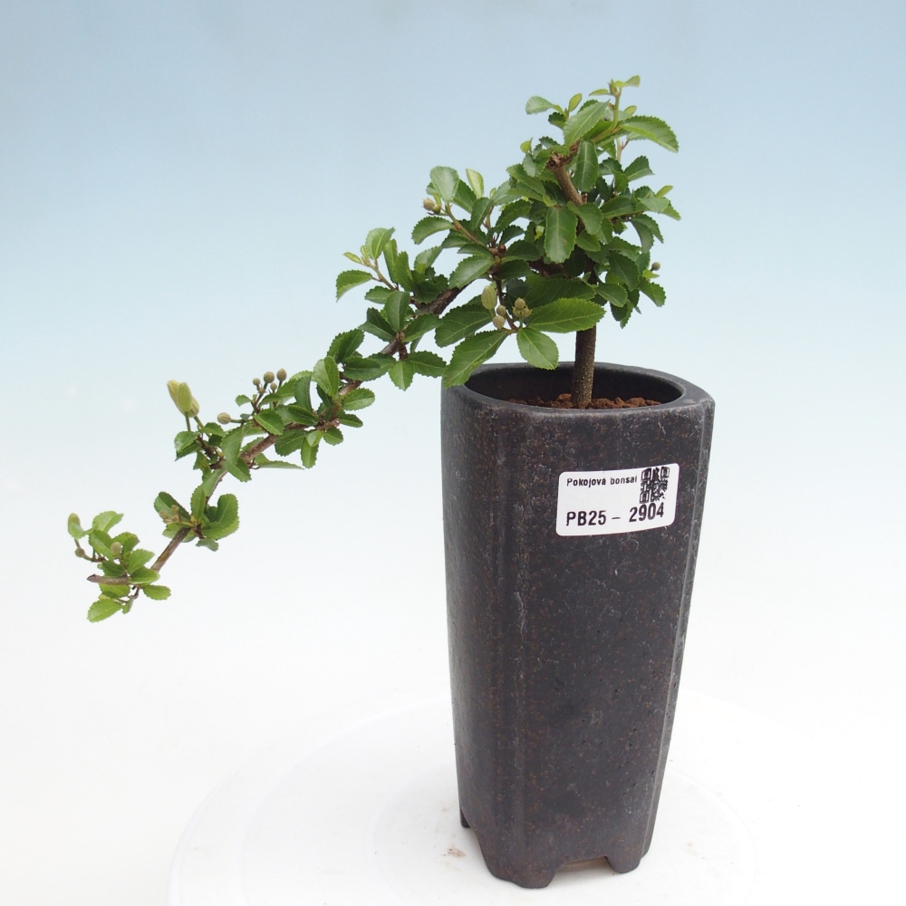 Pokojová bonsai - Grewia occidentalis - Hvězdice levandulová