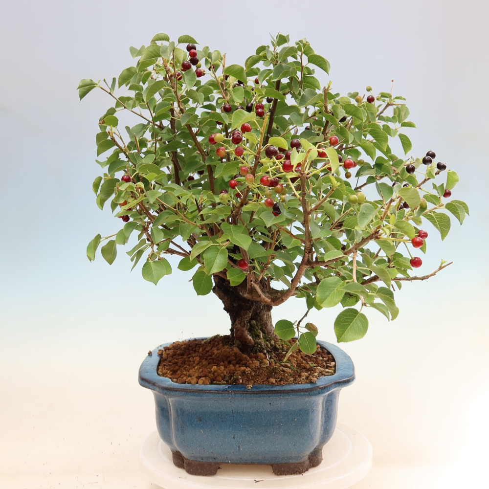 Venkovní bonsai - Mahalebka - Prunus mahaleb