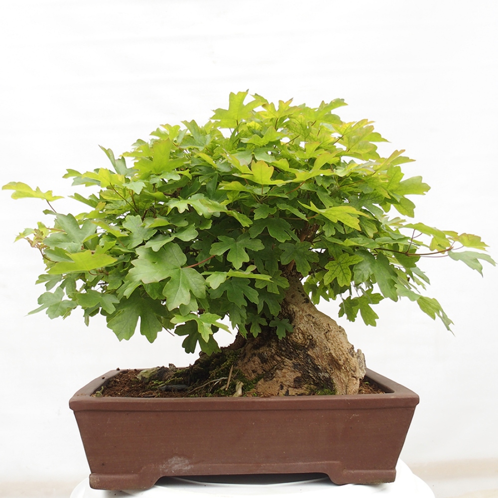 Venkovní bonsai -Javor babyka - Acer campestre