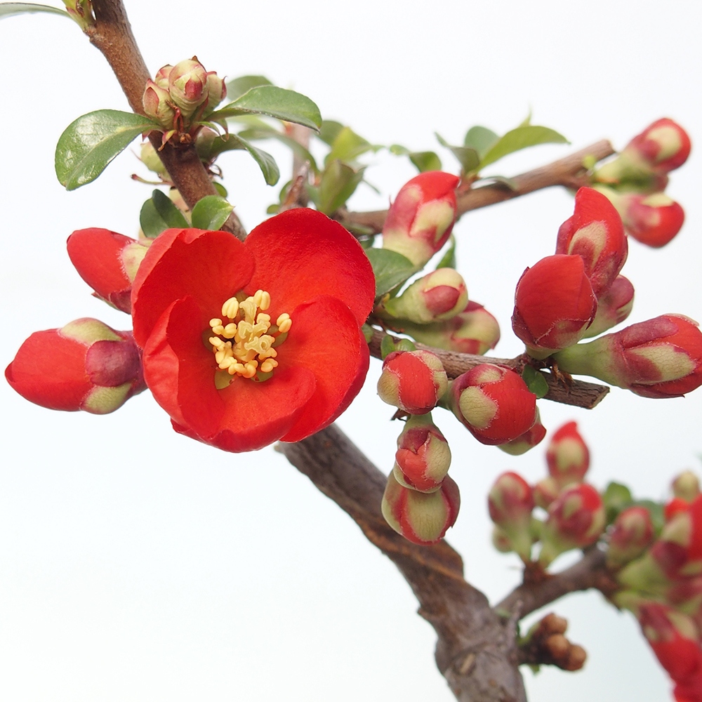 Venkovní bonsai - Chaneomeles sup. Nicoline - kdoulovec