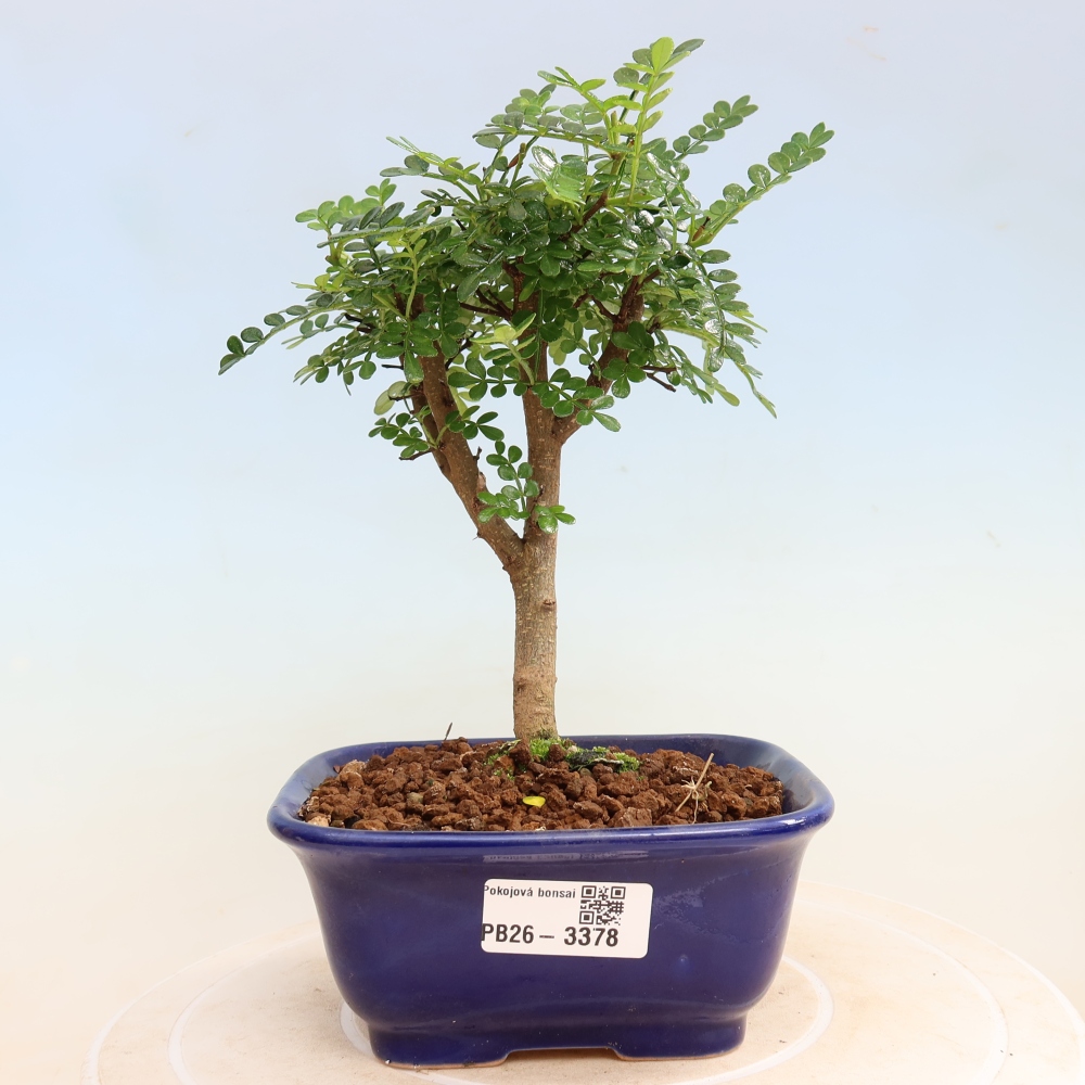 Pokojová bonsai - Zantoxylum piperitum - Pepřovník