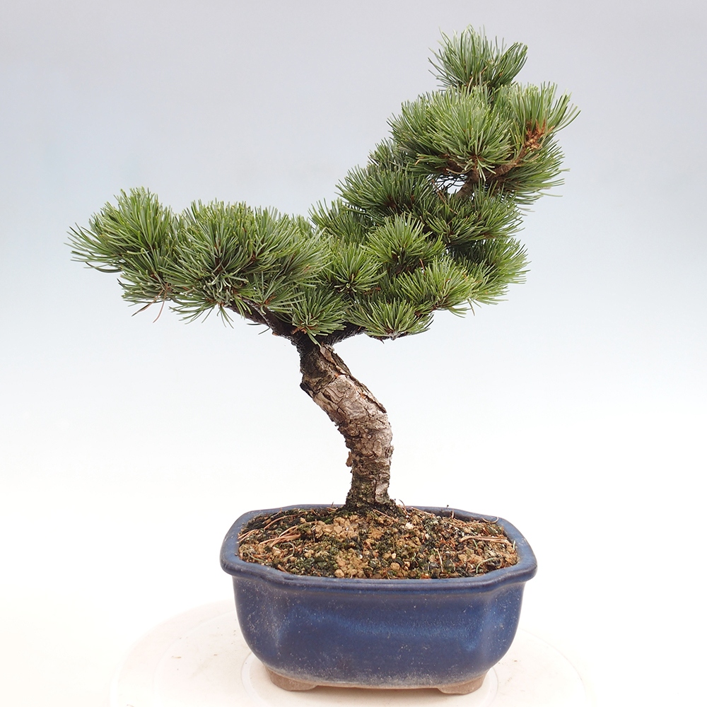 Venkovní bonsai - Pinus parviflora - Borovice drobnokvětá
