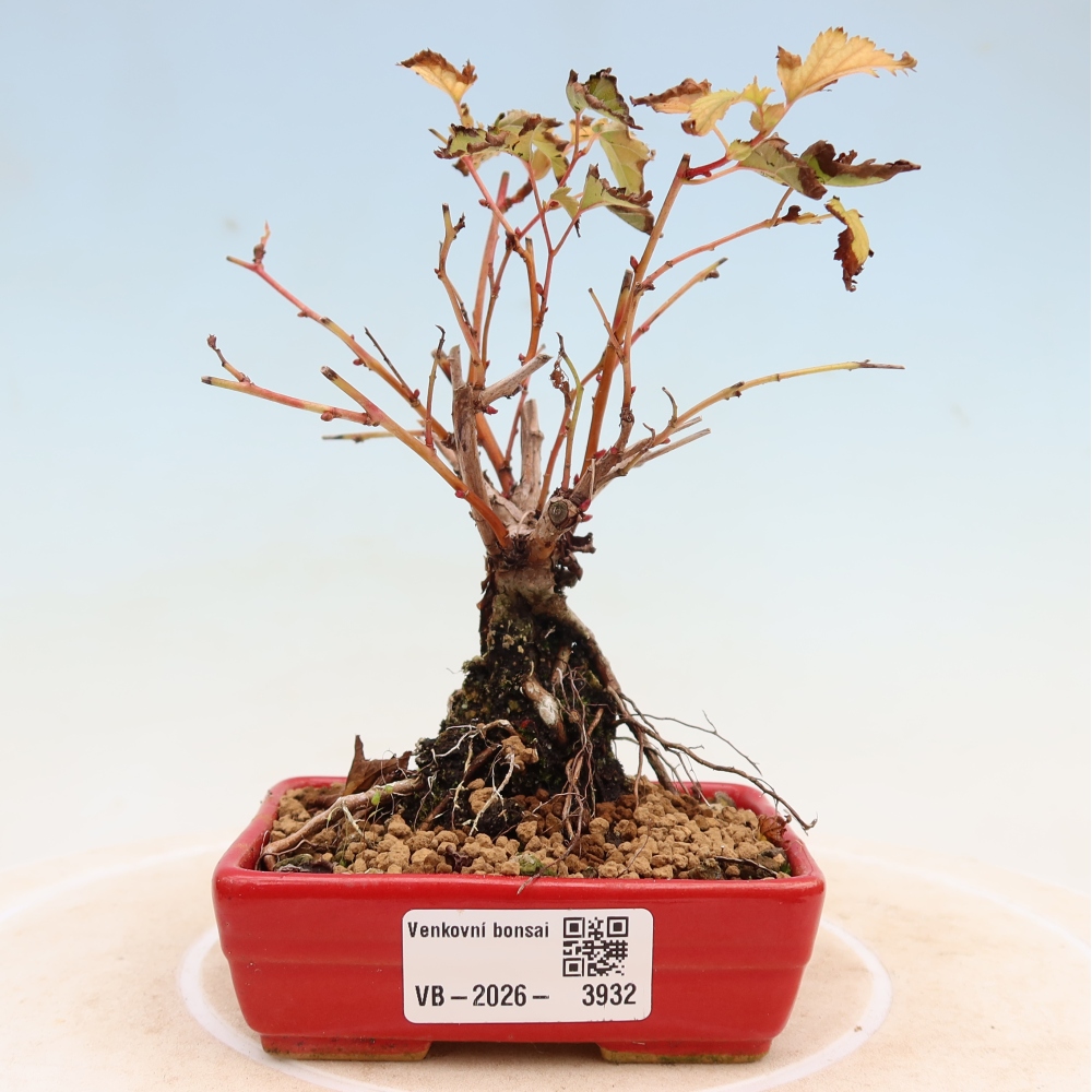 Venkovní bonsai -  Stephanandra incisa - Korunatka klaná