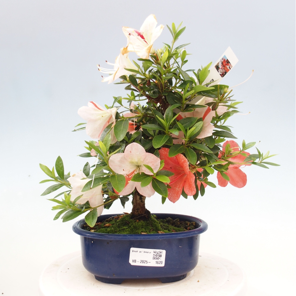 Venkovní bonsai - Japonská azalka - Azalea Asazakura