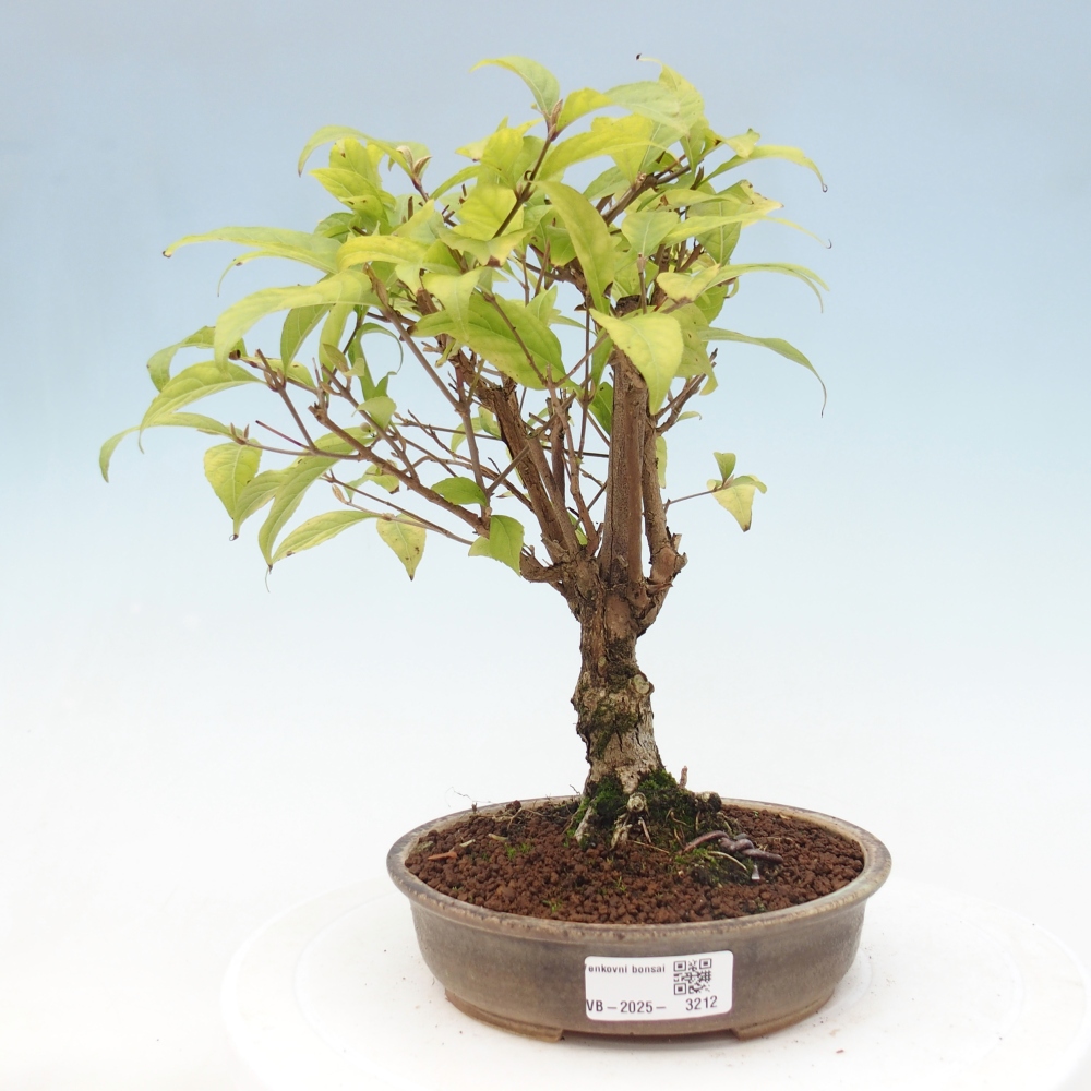 Venkovní bonsai - krásnoplodka - Callicarpa japonica