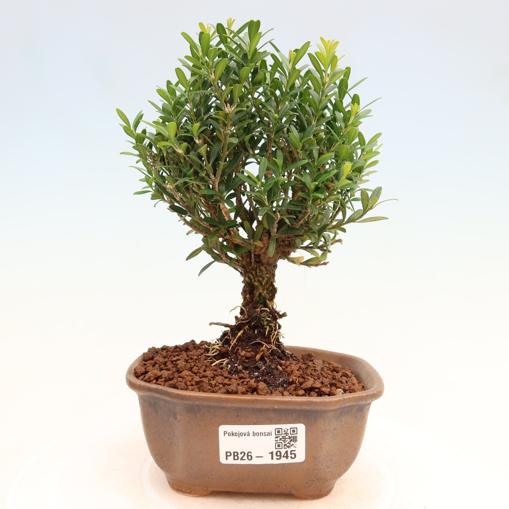 Pokojová bonsai - Buxus harlandii -korkový buxus