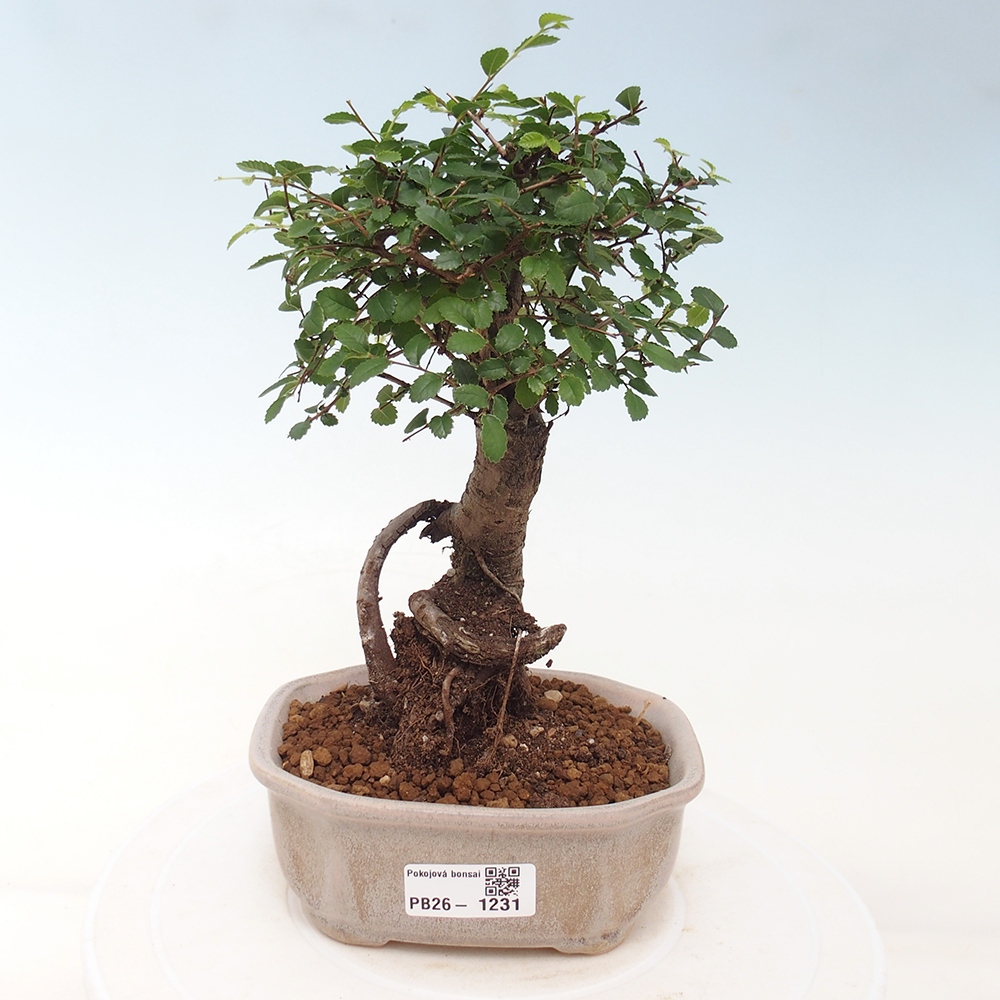 Pokojová bonsai - Ulmus parvifolia - Malolistý jilm