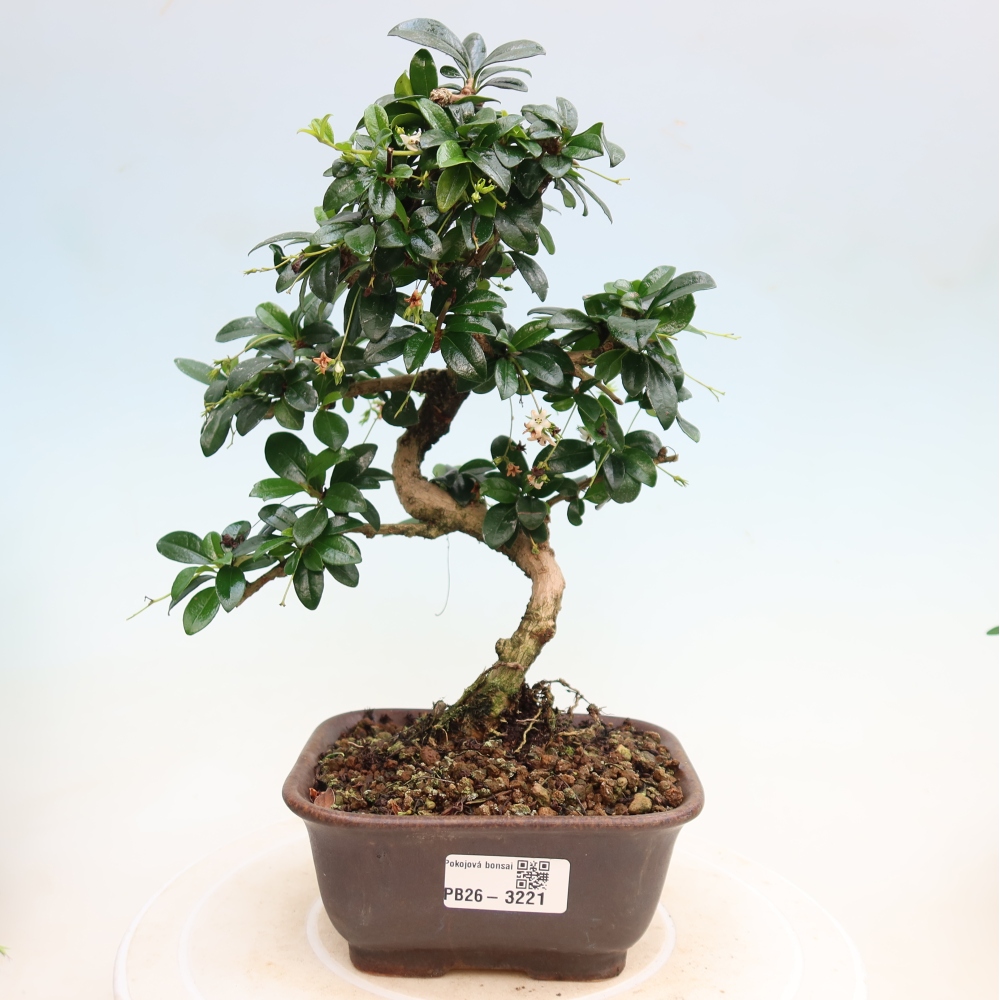 Pokojová bonsai - Carmona macrophylla - Čaj fuki