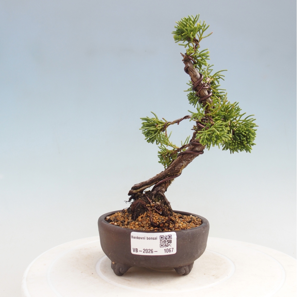 Venkovní bonsai - Juniperus chinensis Kishu -Jalovec čínský
